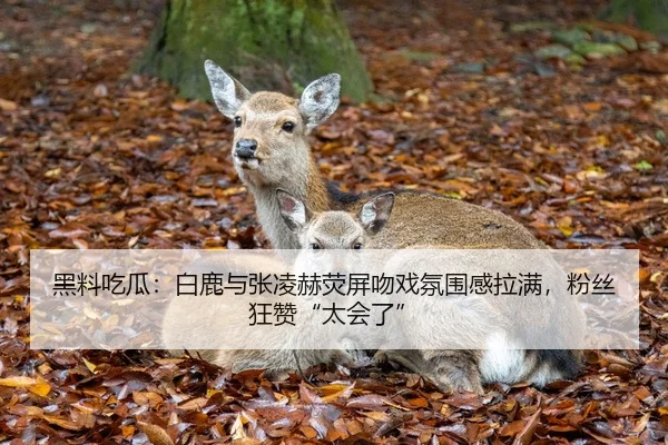 黑料吃瓜：白鹿与张凌赫荧屏吻戏氛围感拉满，粉丝狂赞“太会了”